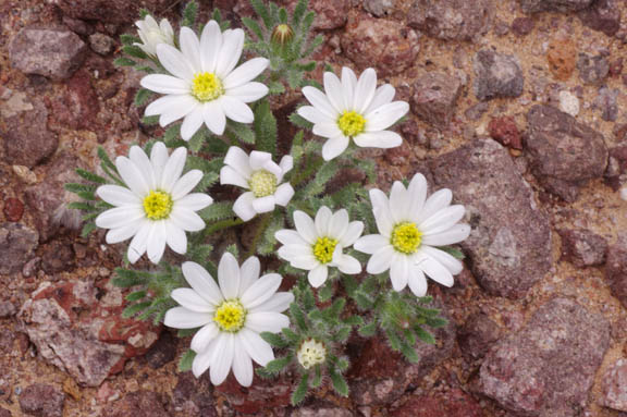 Monoptilon bellioides